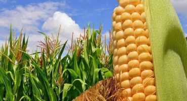 Jaký je průměrný výnos z 1 hektaru kukuřice?